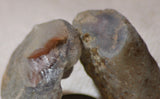 Botswana banded agates 5.6 oz (160 grams) 2 lapidary nodules with windows - radiantrocksct
