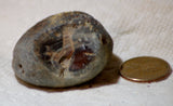 Botswana banded agates 5.2 oz (145 grams) 2 lapidary nodules with windows - radiantrocksct