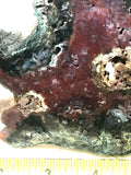 Green Red Moss Agate 8.4 oz (240 grams) - radiantrocksct