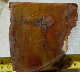 Java Flame, Indonesian Sagenite Agate 6.8 oz  lapidary slab (193 grams) - radiantrocksct