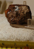 Orbicular Morrisonite Porcelain  Picture Jasper Lapidary rough 3.8 oz (110 grams) - radiantrocksct