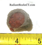 Utah Red Coral Lapidary end 0.8 oz (24 grams) - radiantrocksct