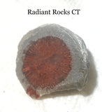 Utah Red Coral Lapidary end 0.8 oz (24 grams) - radiantrocksct