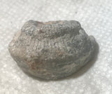 Utah Red Coral Lapidary end 0.8 oz (24 grams) - radiantrocksct